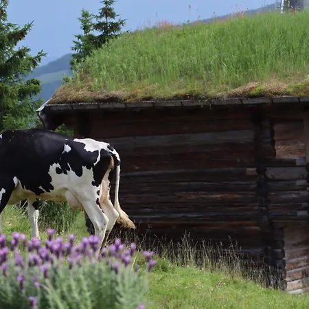 New And Fresh In Kvitfjell Favang